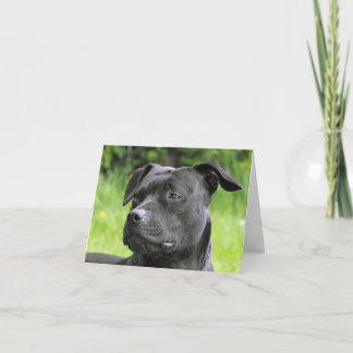 Staffordshire Bull Terrier portrait Card