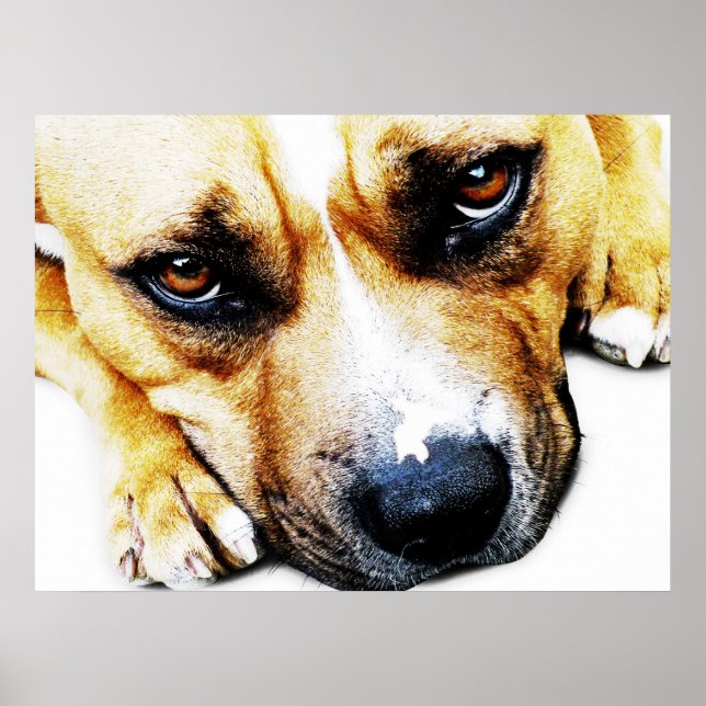 Staffordshire Bull Terrier Poster (Front)
