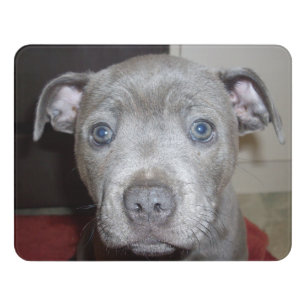 Staffordshire Bull Terrier Puppy, Door Sign