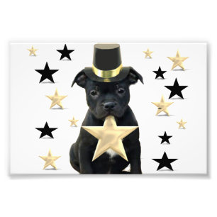 Staffordshire bull terrier puppy photo print