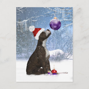 Staffordshire Bull Terrier Puppy - Postcard Winter