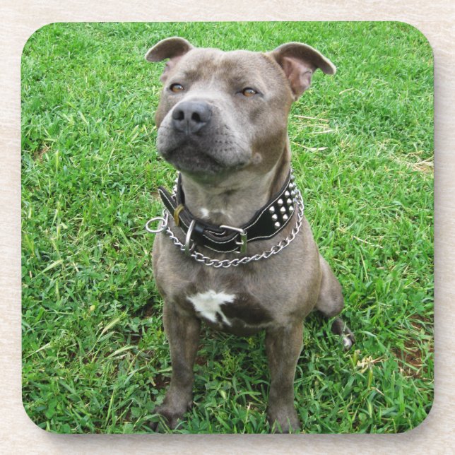 Staffordshire Bull Terrier Sitting At Attention,  Beverage Coaster (Front)