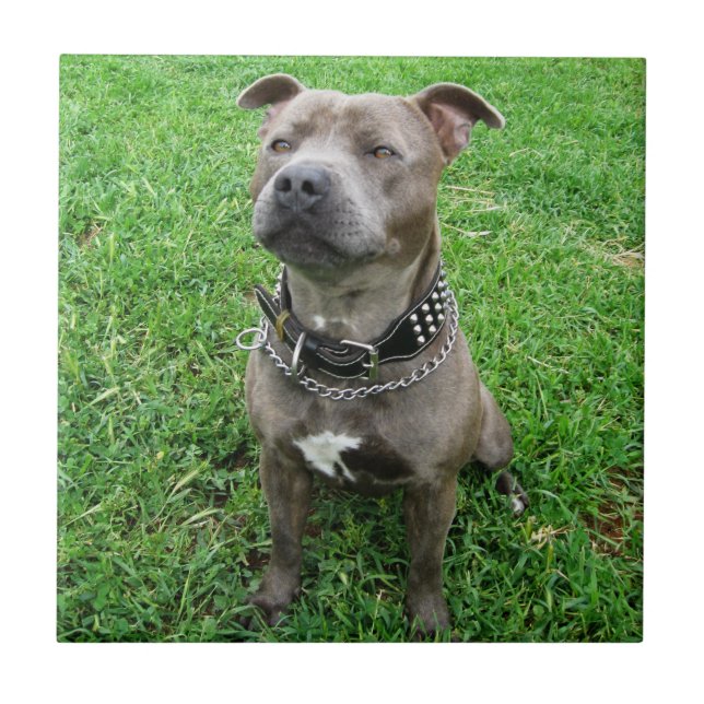 Staffordshire Bull Terrier Sitting At Attention,  Ceramic Tile (Front)