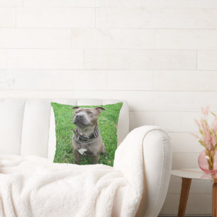 Staffordshire Bull Terrier Sitting At Attention, Throw Pillow