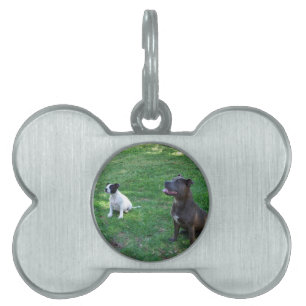 Staffordshire Bull Terrier Treat Time, Pet Name Tag