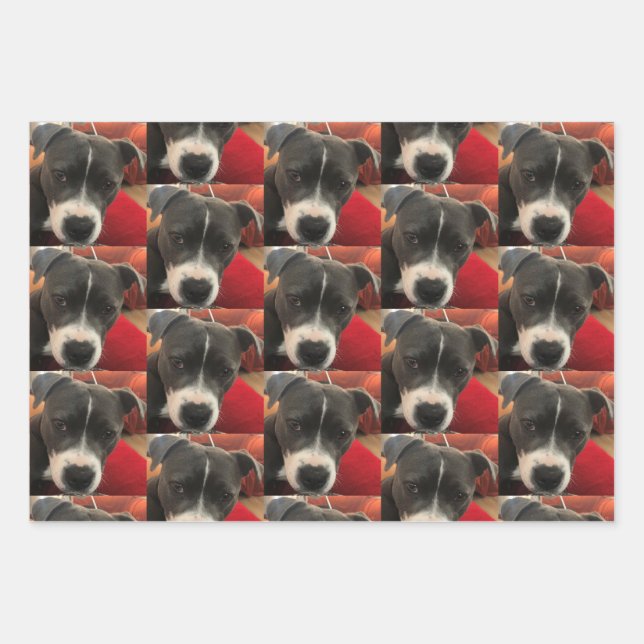 Staffordshire Bull Terrier Wrapping Paper (Front)