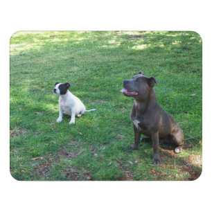 Staffordshire Bull Terriers At Attention, Door Sign
