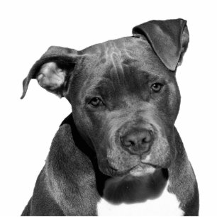 Staffordshire pitbull cutout