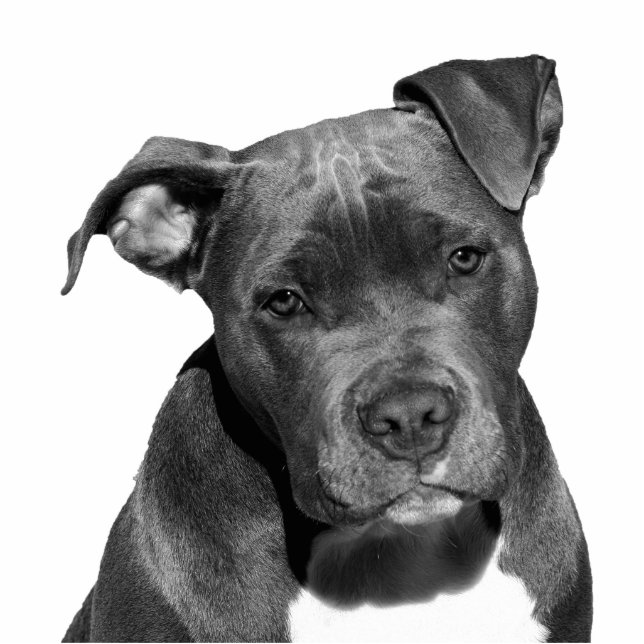Staffordshire pitbull cutout (Front)