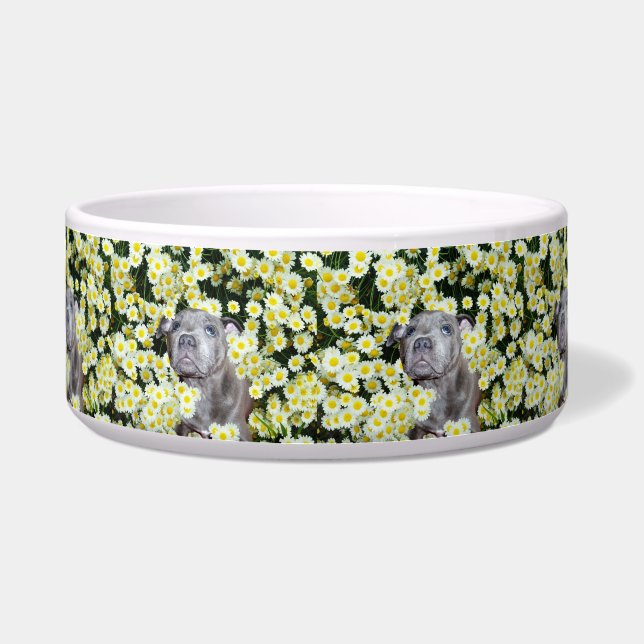 Staffy In The Daisies,  Bowl (Front)