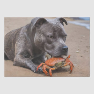 Staffy Is Friends With A Beach Crab, Tissue Paper