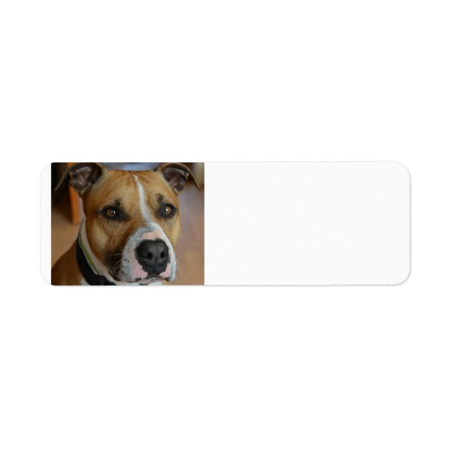 staffy.png label (Front)
