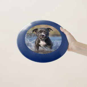Staffy Puppy Splashing In The Sea, Wham-O Frisbee