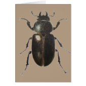 Stag Beetle 2011 Cards (Front)
