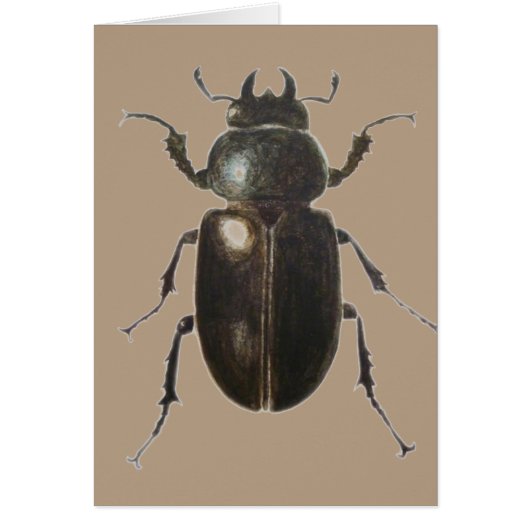 Stag Beetle 2011 Cards (Front)