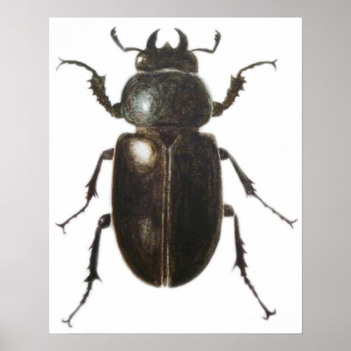 Stag Beetle 2011 Poster