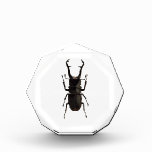 Stag Beetle Acrylic Award