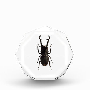 Stag Beetle Acrylic Award
