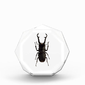 Stag Beetle Acrylic Award