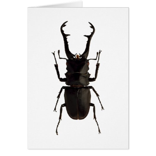 Stag Beetle Cards (Front)