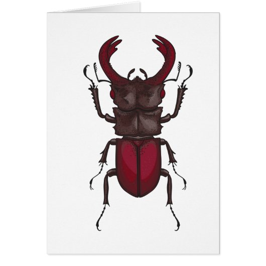 Stag beetle cards (Front)