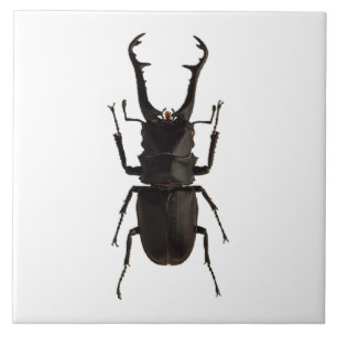 Stag Beetle Ceramic Tile