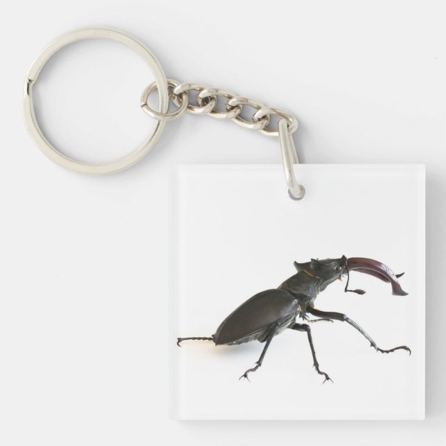 Stag beetle keychain (Front)