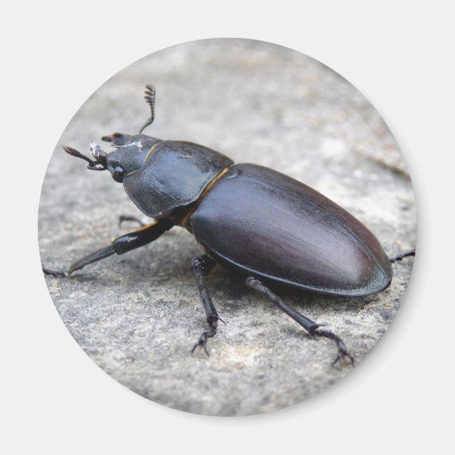 Stag Beetle Magnet (Front)