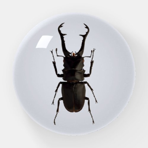 Stag Beetle Paperweight