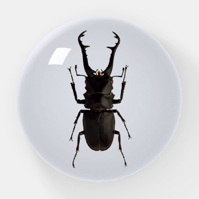 Stag Beetle Paperweight (Front)