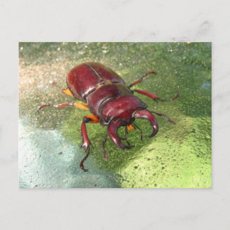 Stag Beetle ~ postcard