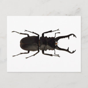 Stag Beetle Postcard