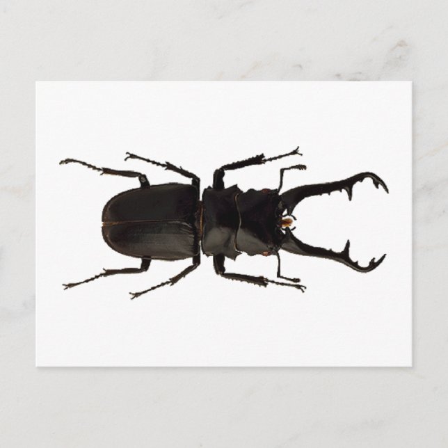 Stag Beetle Postcard (Front)