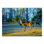 Stag / Buck  Deer, Bright blue Sky (Front Horizontal)