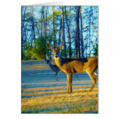 Stag / Buck Deer, Bright blue Sky (Front)