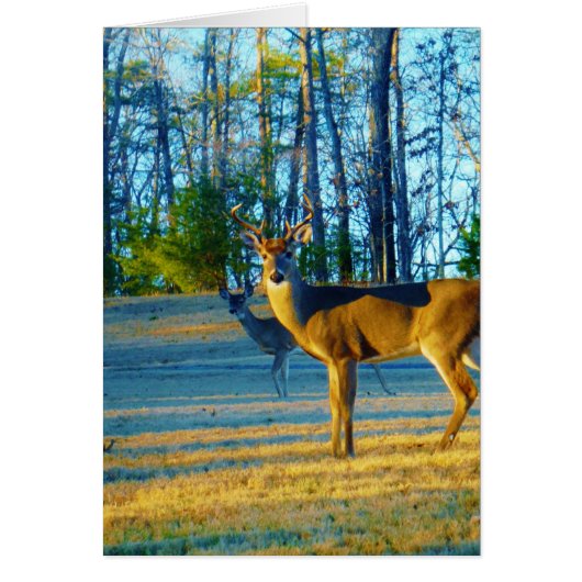 Stag / Buck Deer, Bright blue Sky (Front)