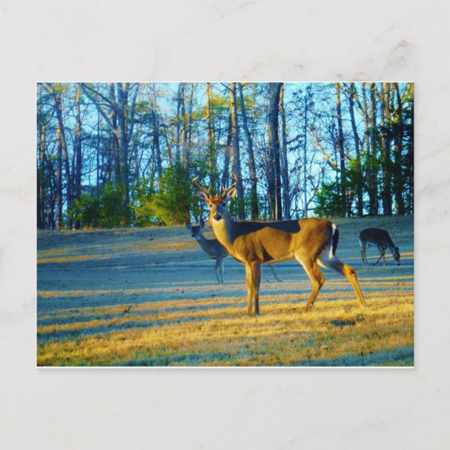 Stag / Buck  Deer, Bright blue Sky Postcard (Front)