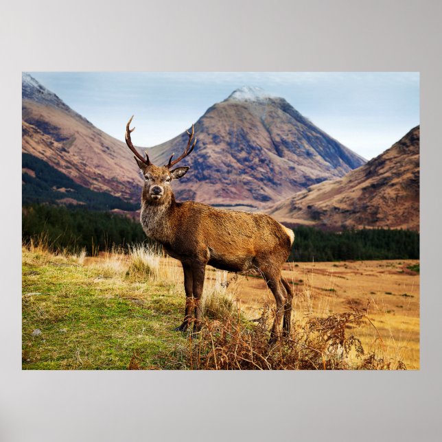 Stag in Scotland Poster/Print Poster (Front)