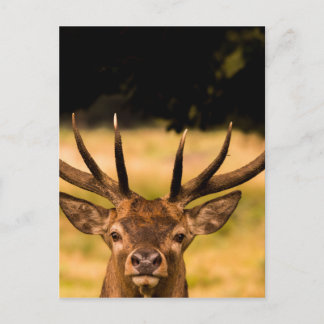 stag of richmond park postcard