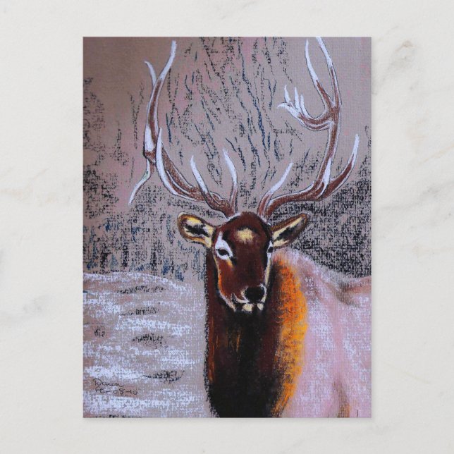 stag - postcard (Front)