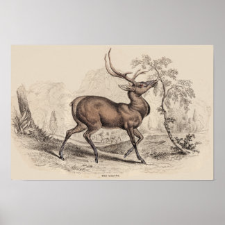 STAG (WAPITI) PRINT