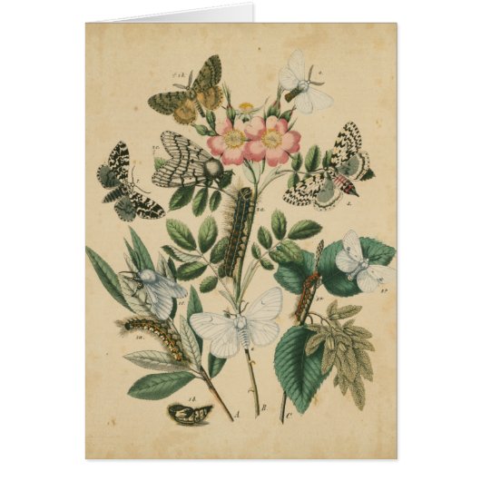 Stages of Butterfly Life by Vision Studio (Front)