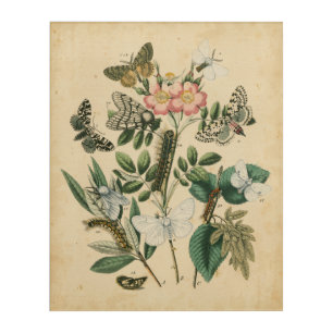 Stages of Butterfly Life by Vision Studio Acrylic Print