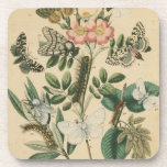 Stages of Butterfly Life by Vision Studio Beverage Coaster<br><div class="desc">All the stages of butterfly life are depicted in this piece by Vision Studio. Caterpillars,  newly hatched butterflies,  and even a larva pod are shown. If you love nature in general,  or butterflies in particular,  this is the print for you!</div>