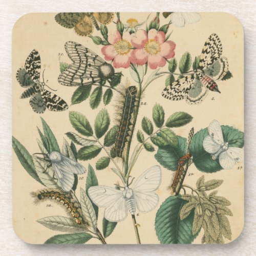 Stages of Butterfly Life by Vision Studio Beverage Coaster