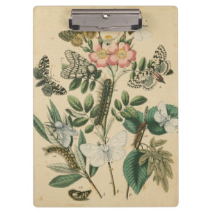 Stages of Butterfly Life by Vision Studio Clipboard