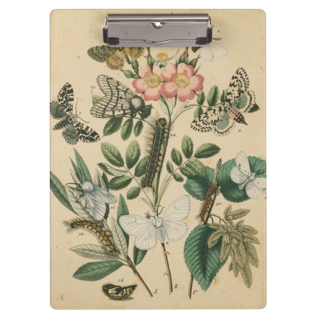 Stages of Butterfly Life by Vision Studio Clipboard (Front)