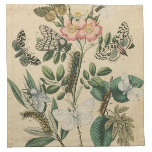 Stages of Butterfly Life by Vision Studio Napkin