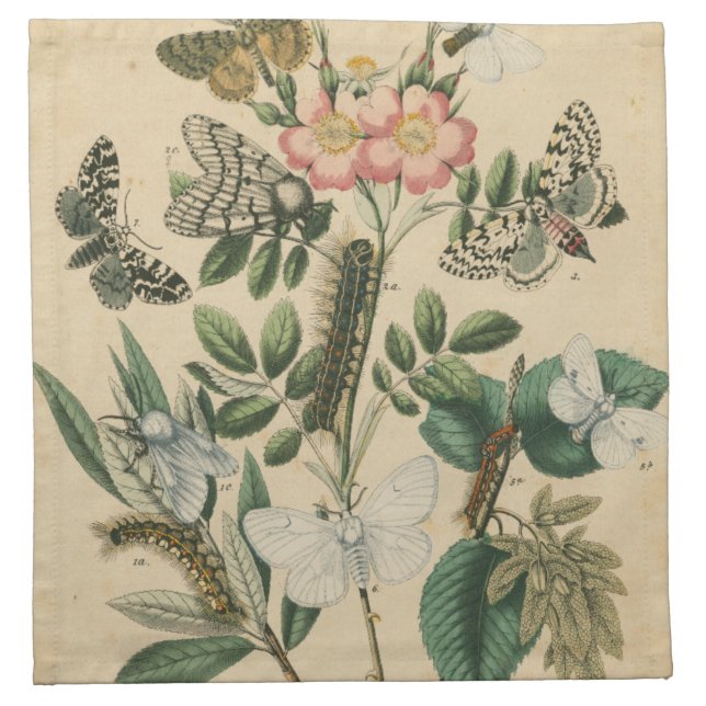 Stages of Butterfly Life by Vision Studio Napkin (Front)