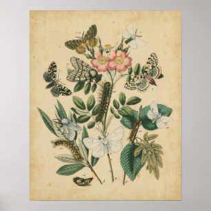 Stages of Butterfly Life by Vision Studio Poster